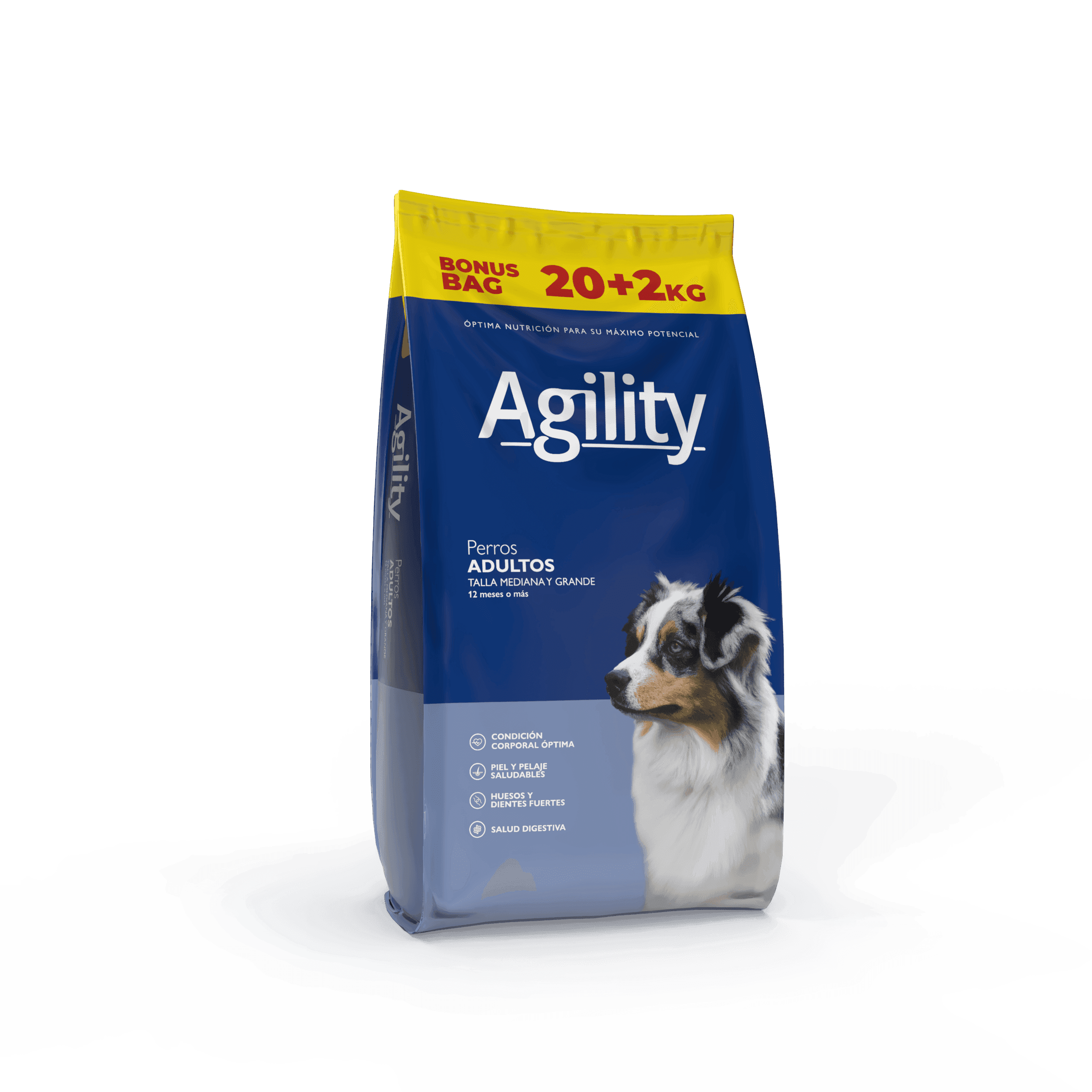 Agility — Adulto